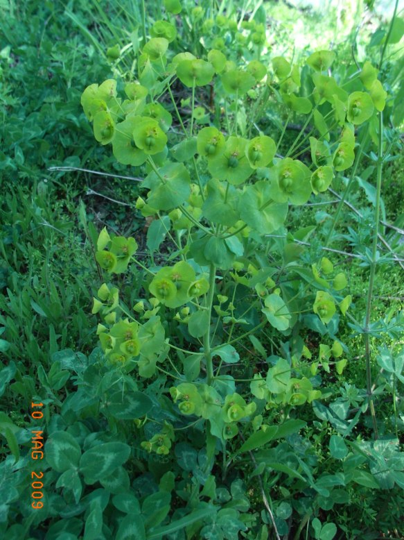 Euphorbia amygdaloides